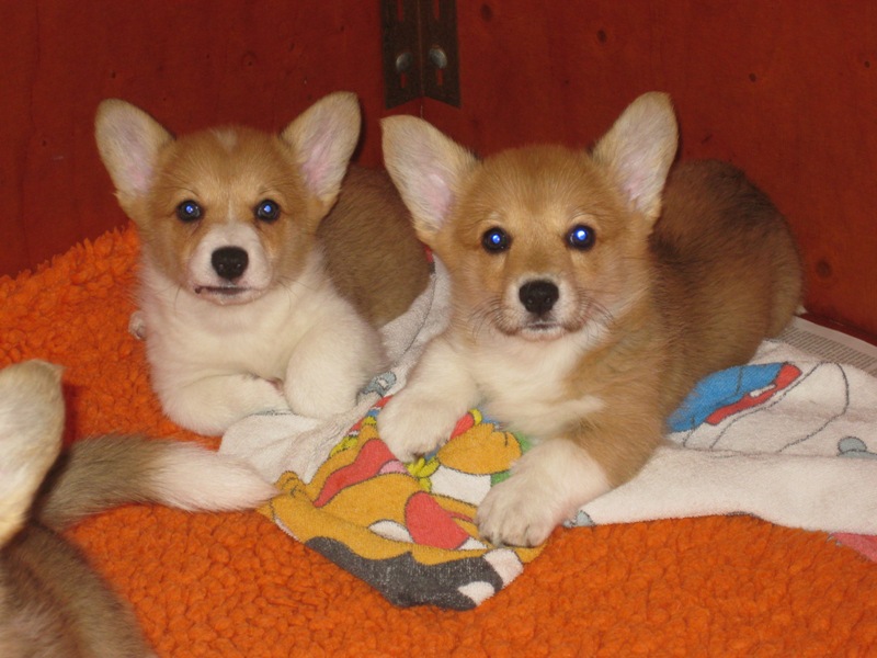Puppies